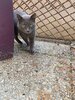 Sultan fiv +