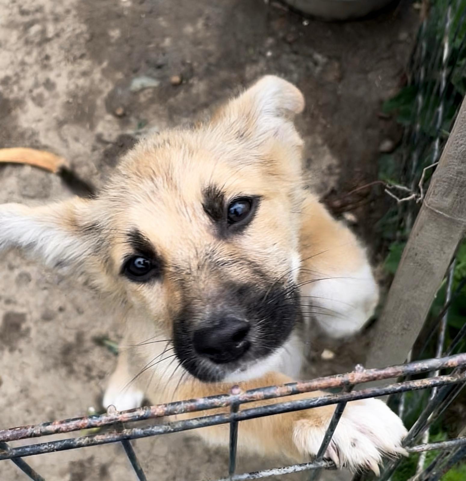 Adoption RUBY