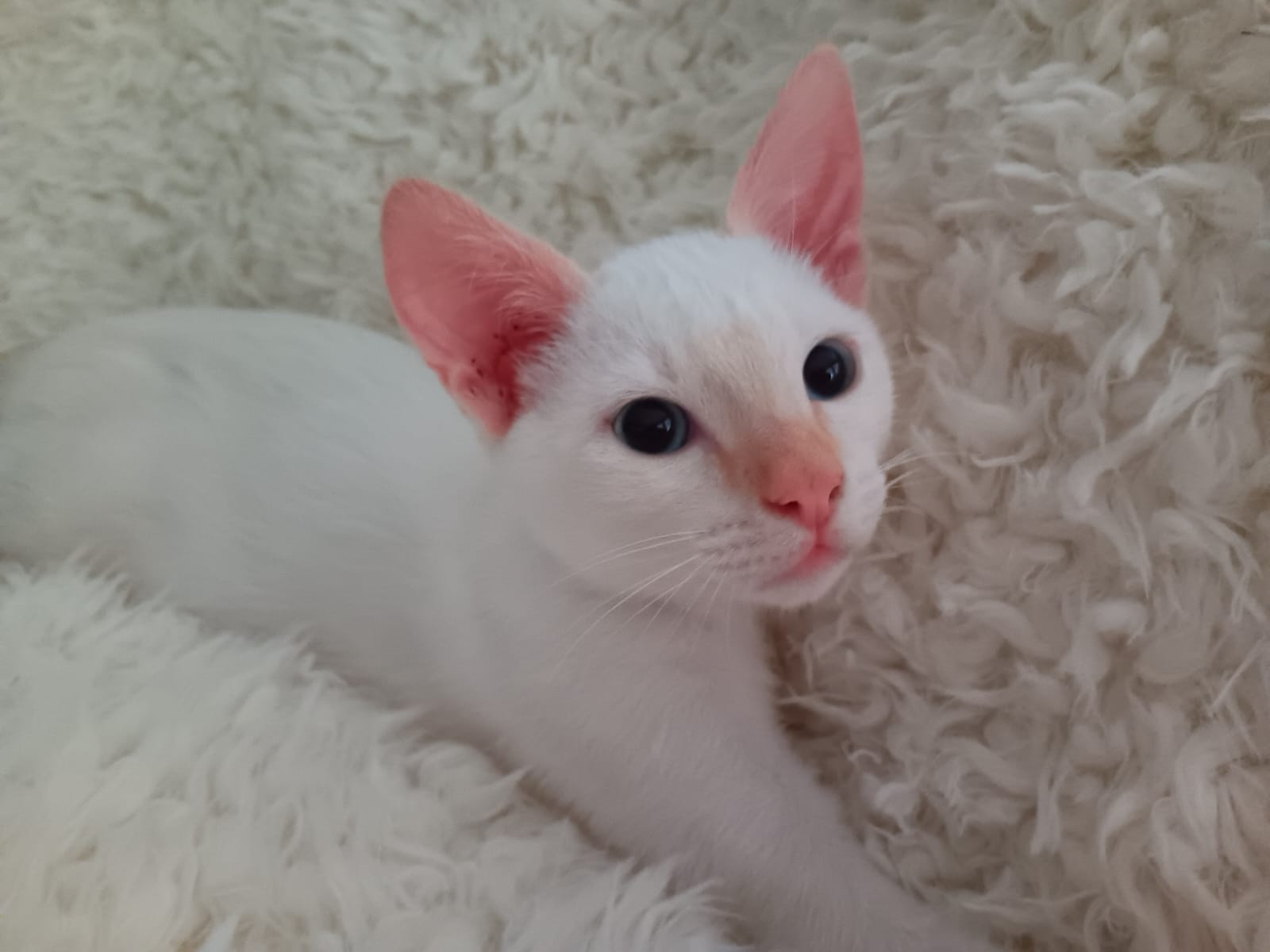 Adoption Rio
