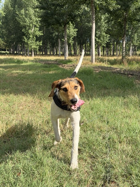 Adopter MELISSA