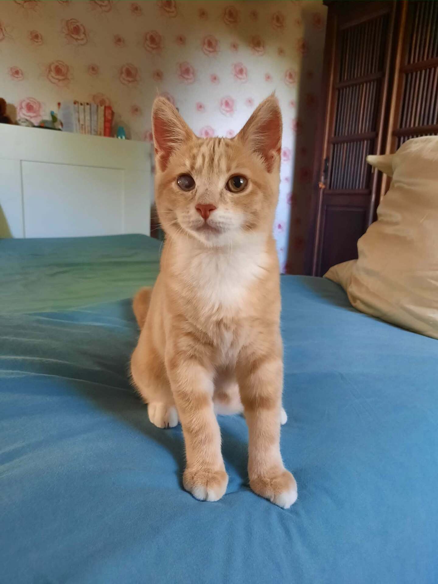 Adopter Brunswick