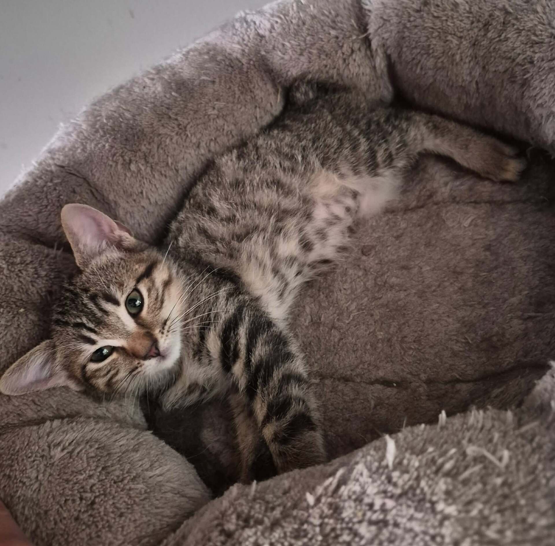 Adoption BONNY et BISCOTTE