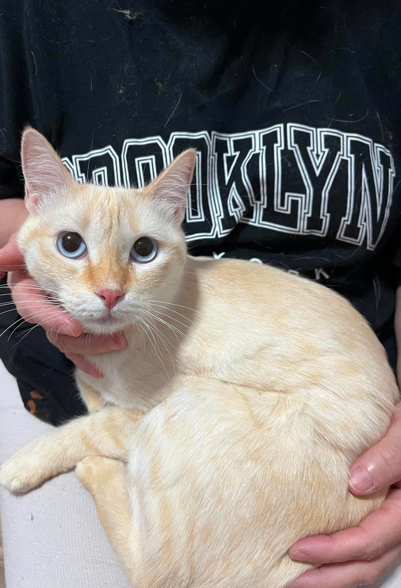 Adopter Kinette