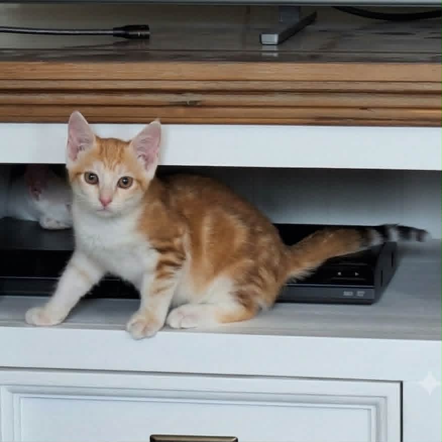Adopter PUNCKY et ROCKY