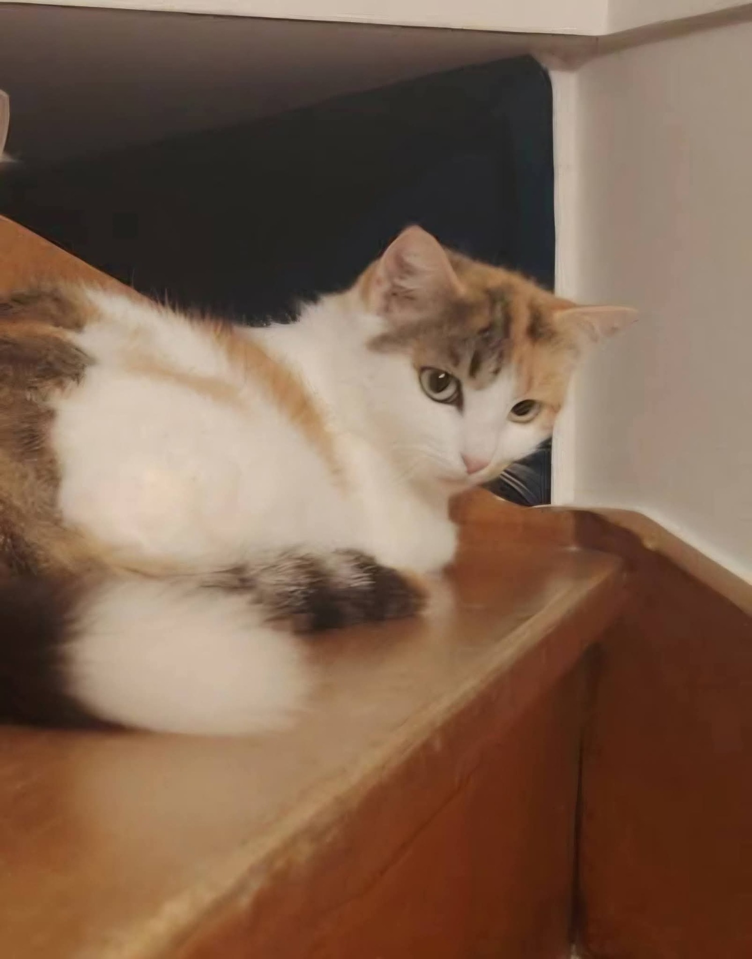 Adopter Lucinda