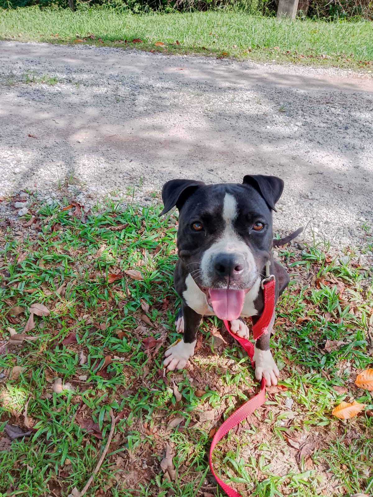 Adopter Aba