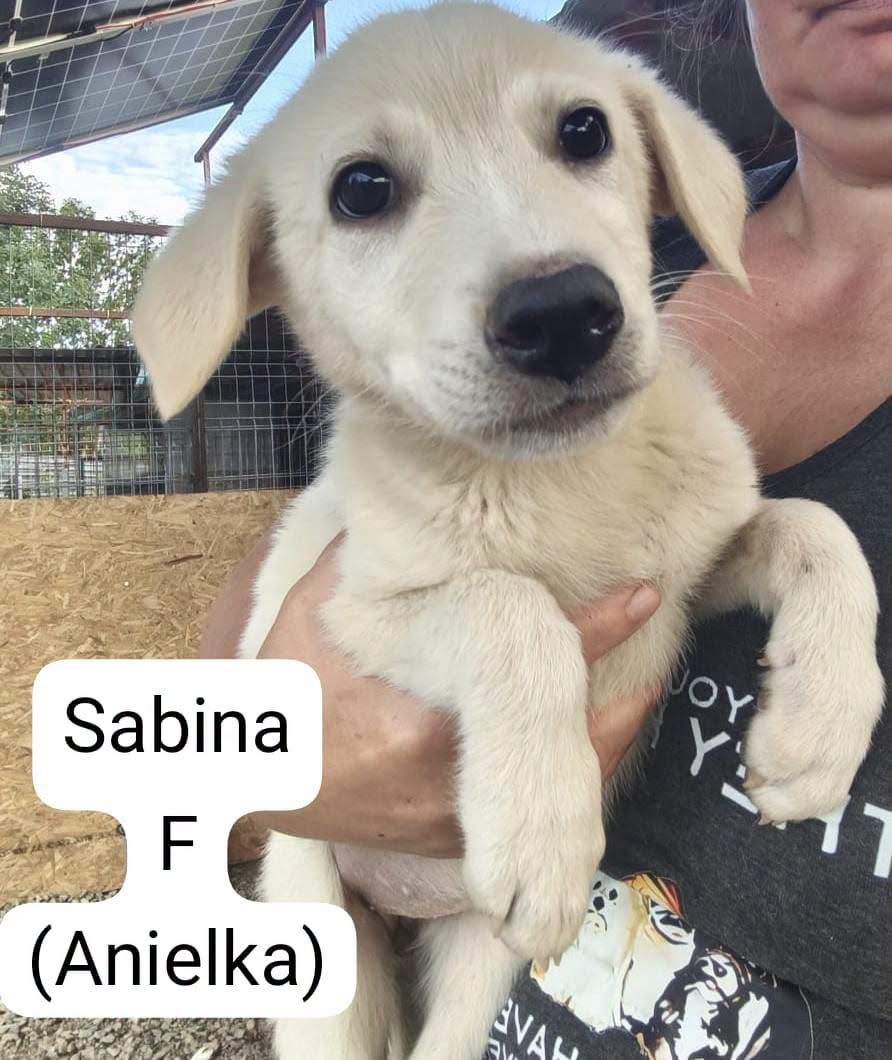Adopter SABINA