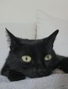 Nyxie