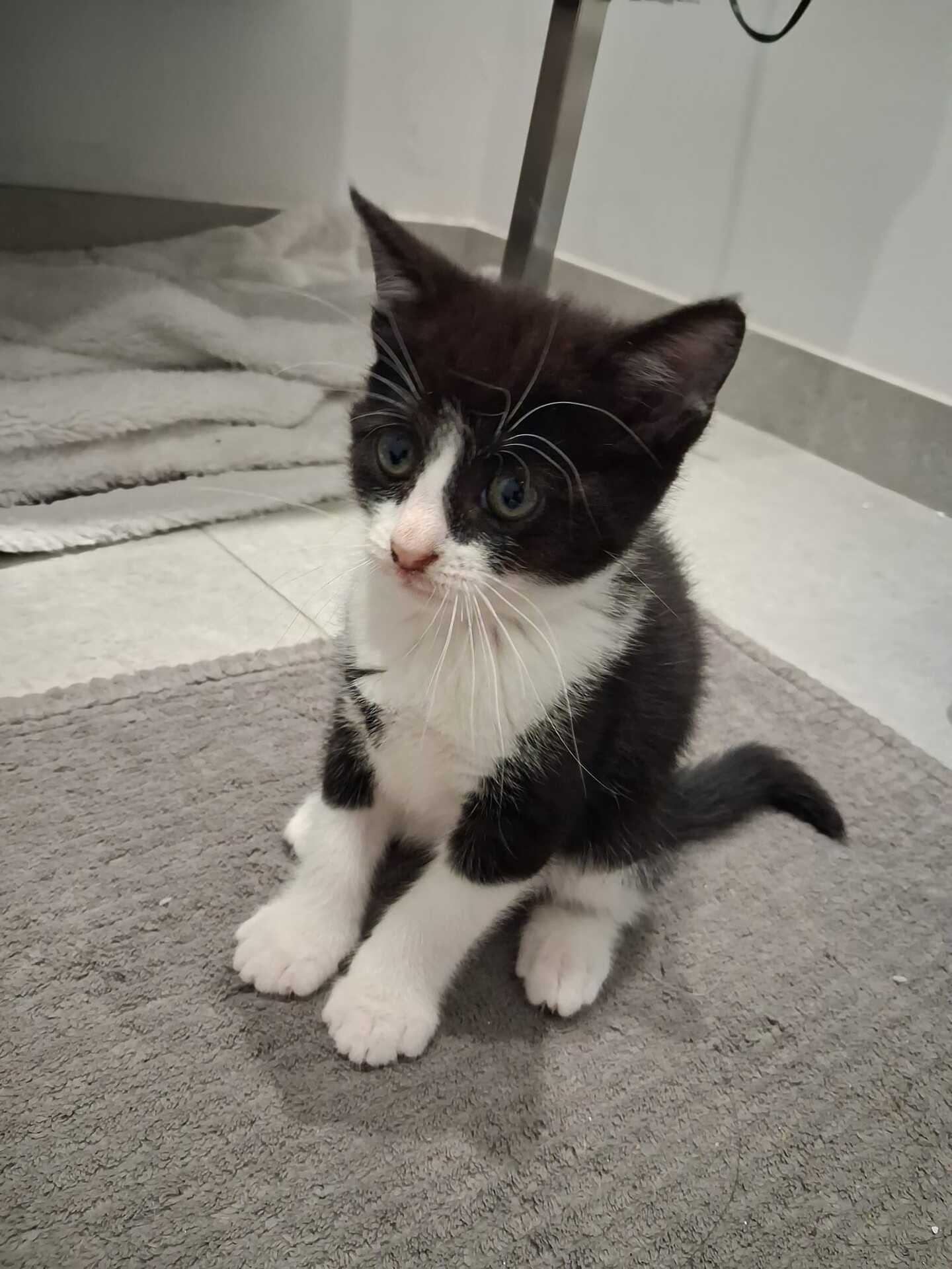 Adoption Bijou