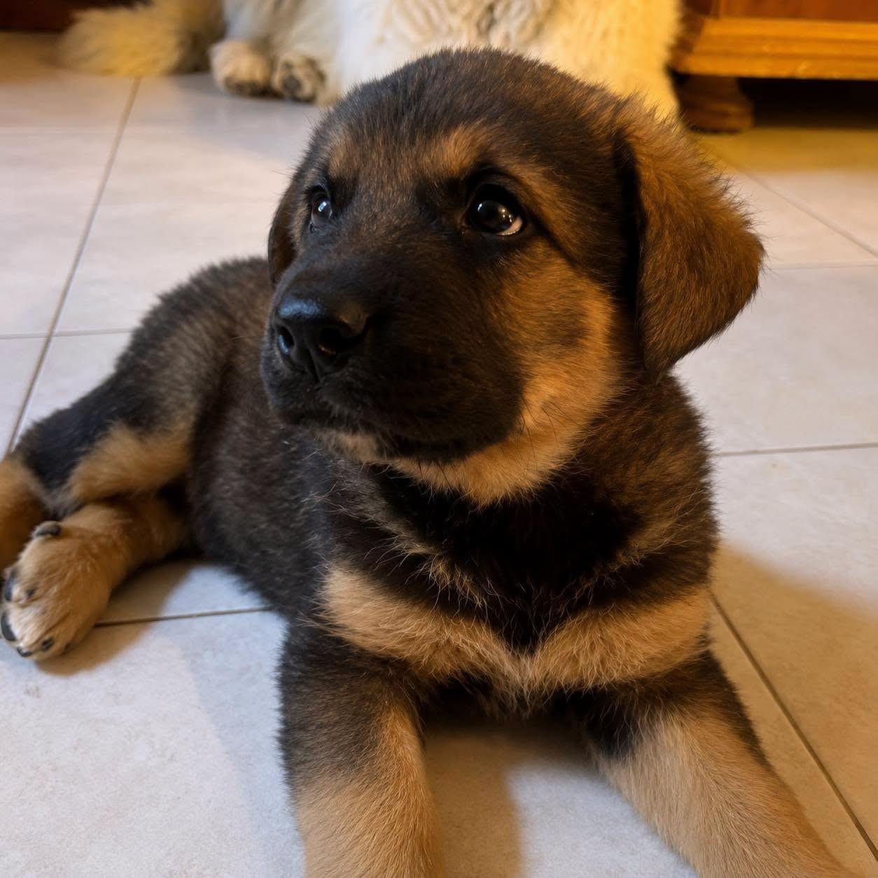 Adopter BRINDILLE ET BROUSAILLE