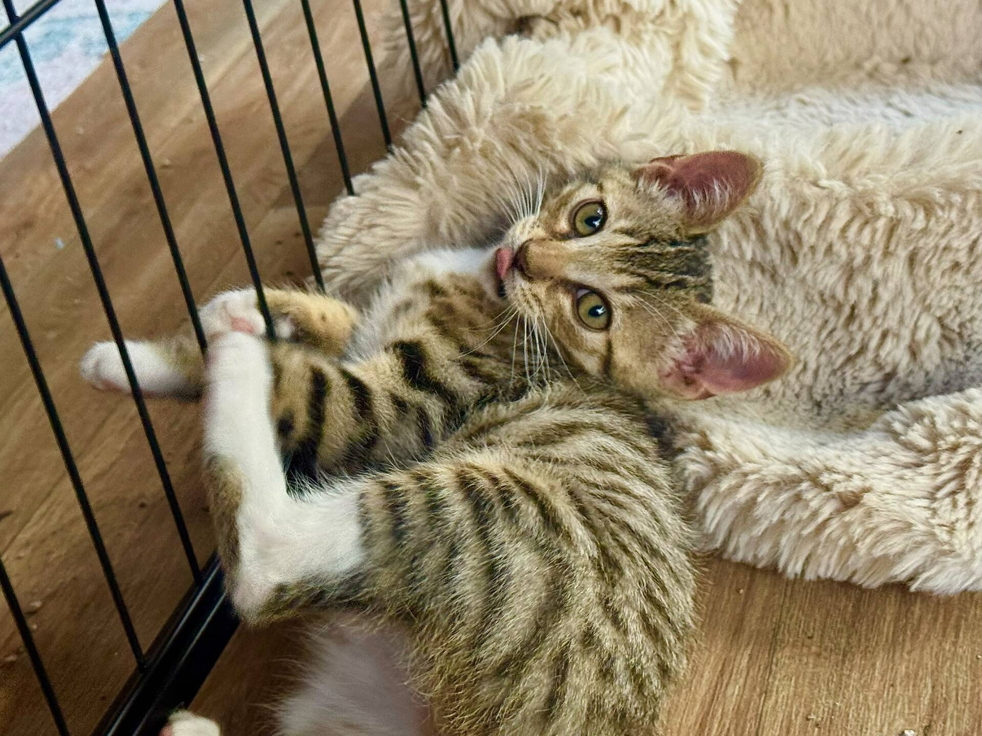 Adopter BROWNIE