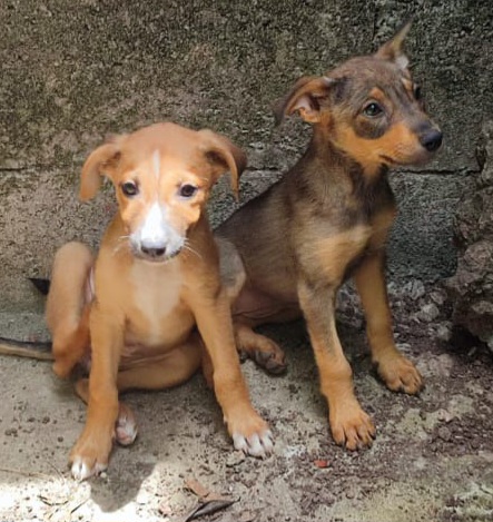 Adopter Baya