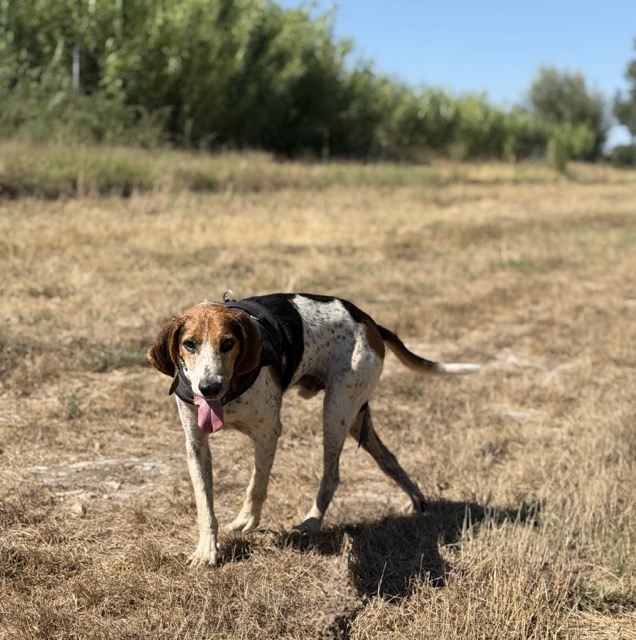 Adopter OTY