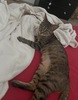 Pippa et Arlo