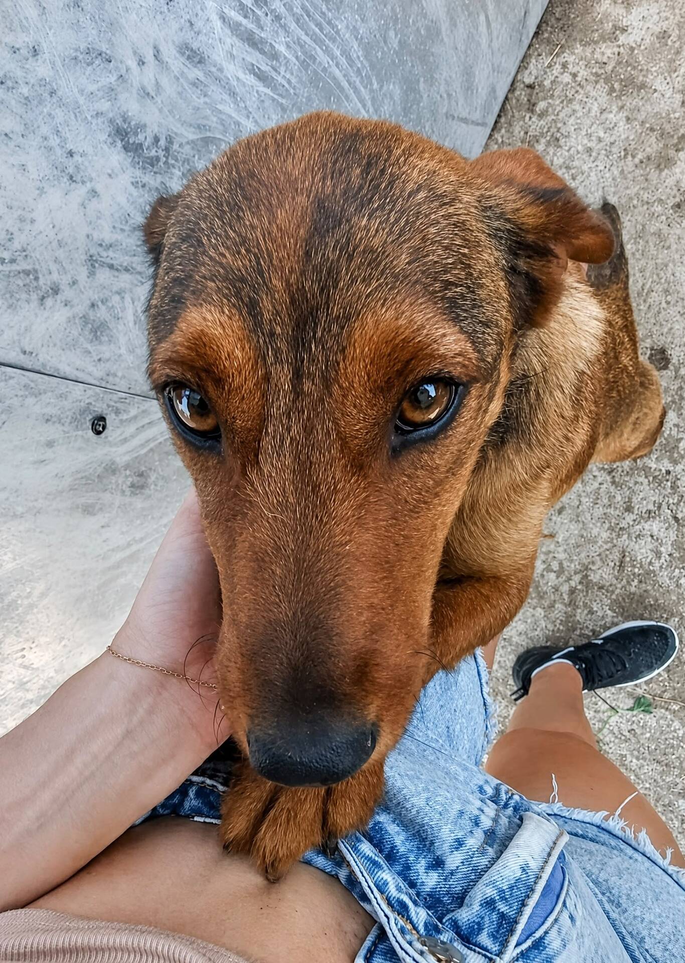 Adoption COCO