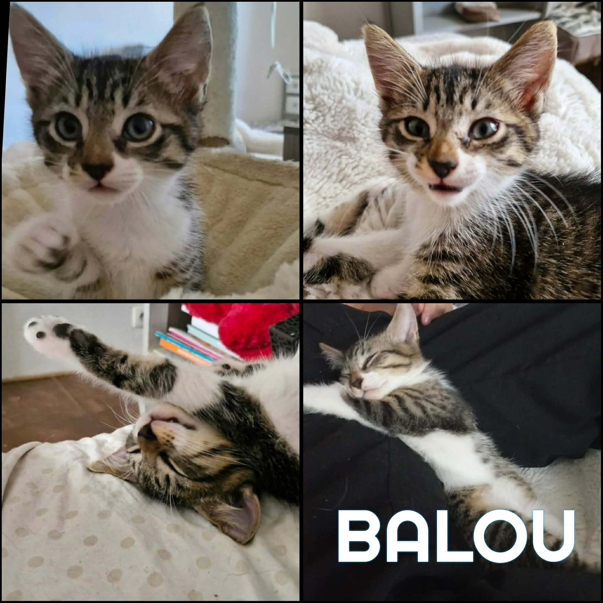 Adopter BALOU