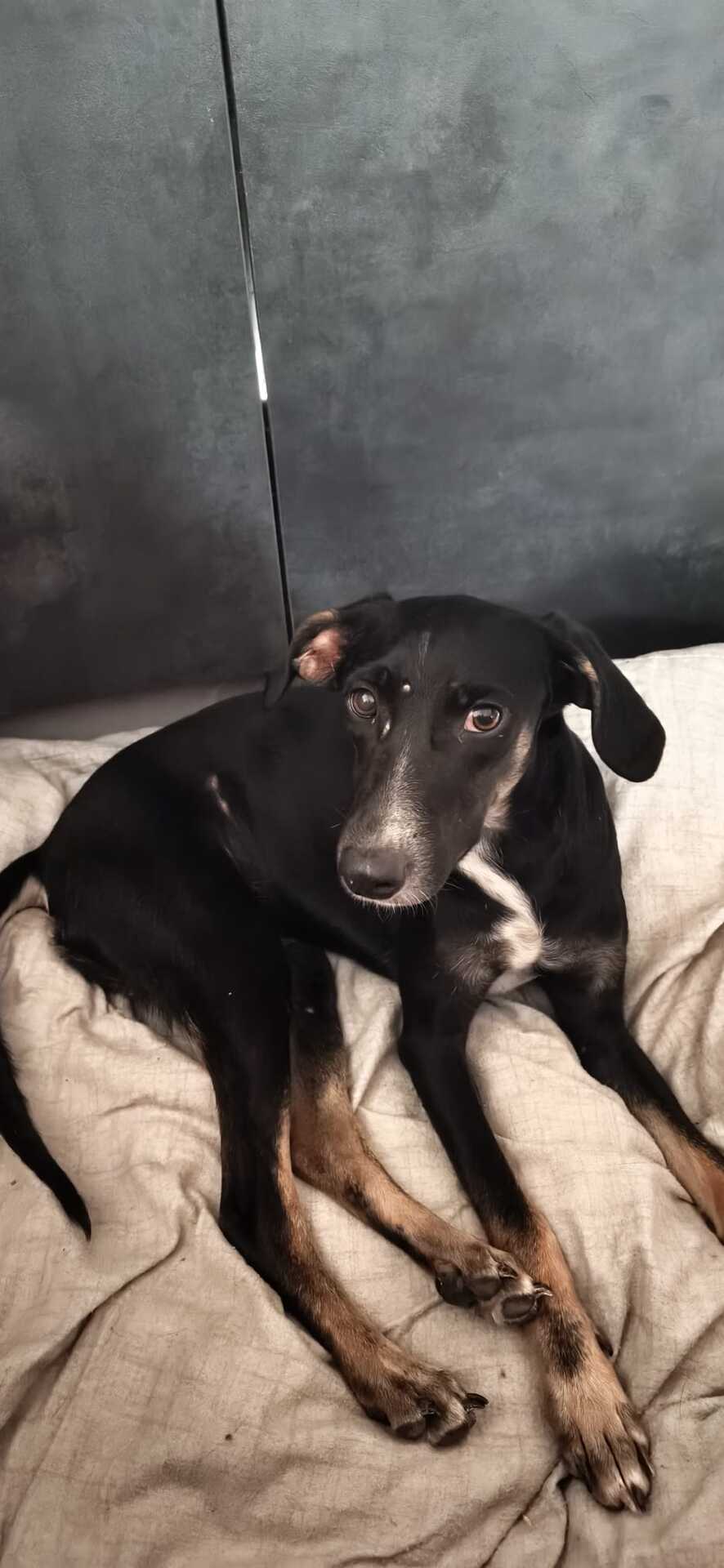 Adoption Shania