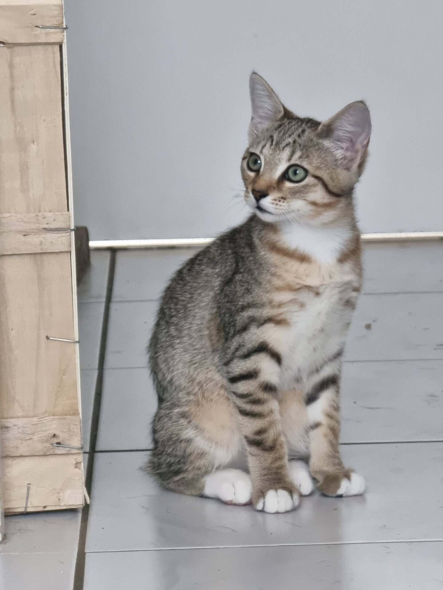 Adopter Glinda
