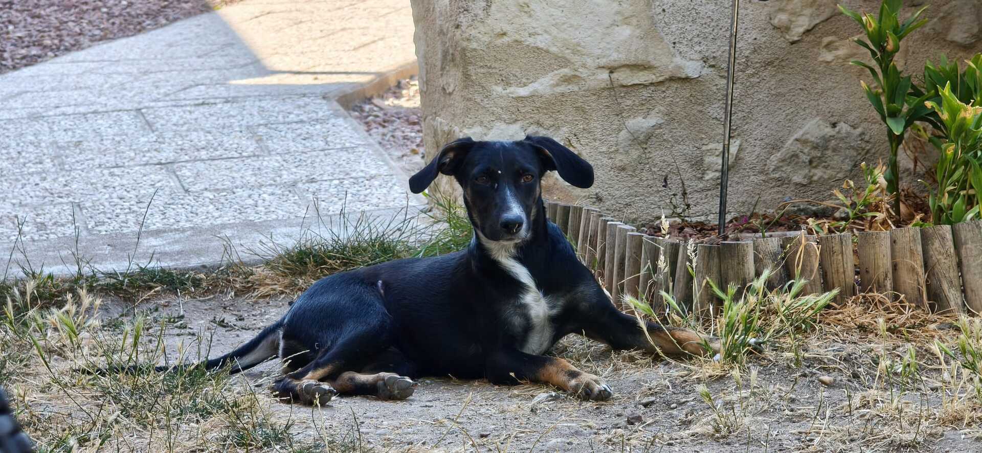 Adopter Shania