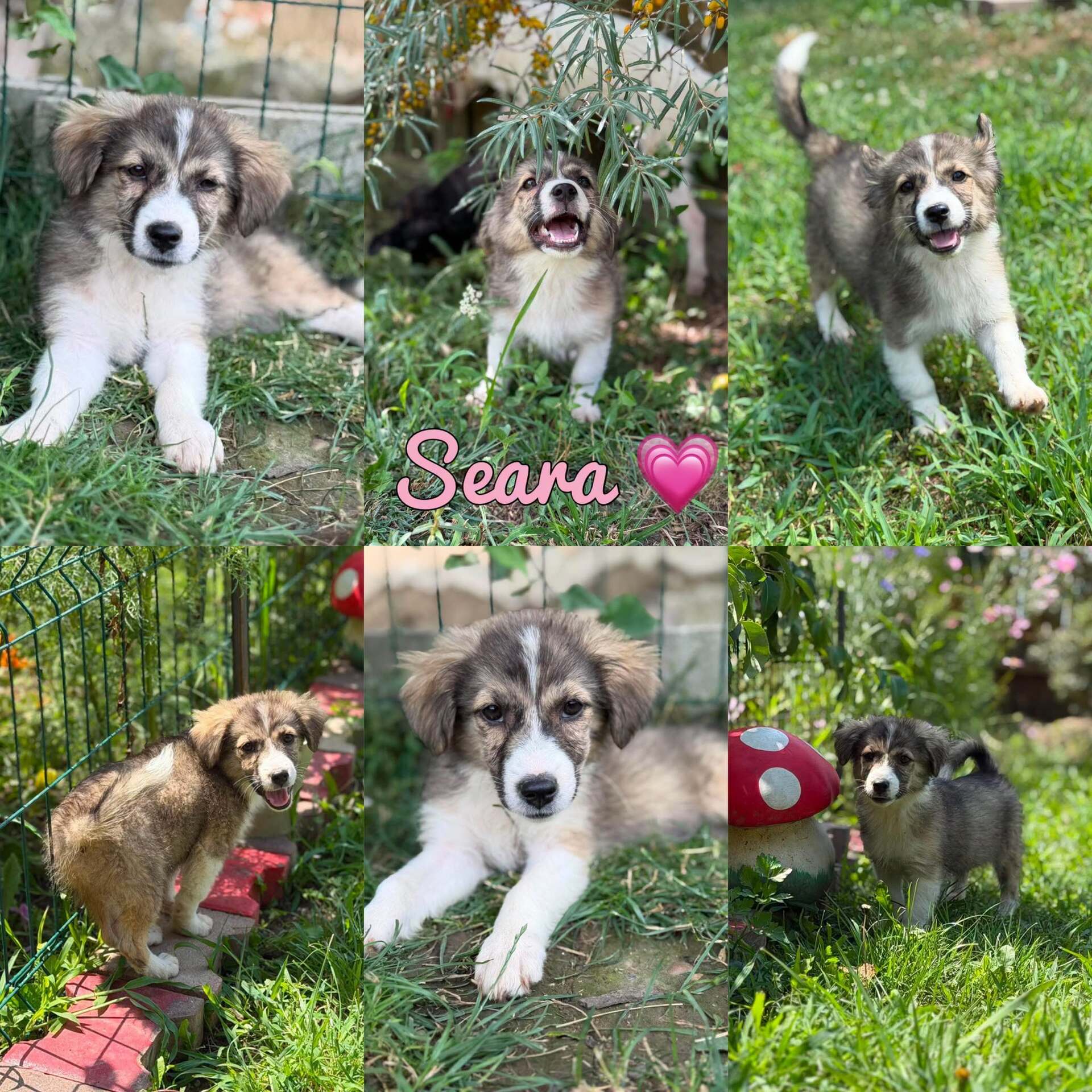 Adoption SEARA