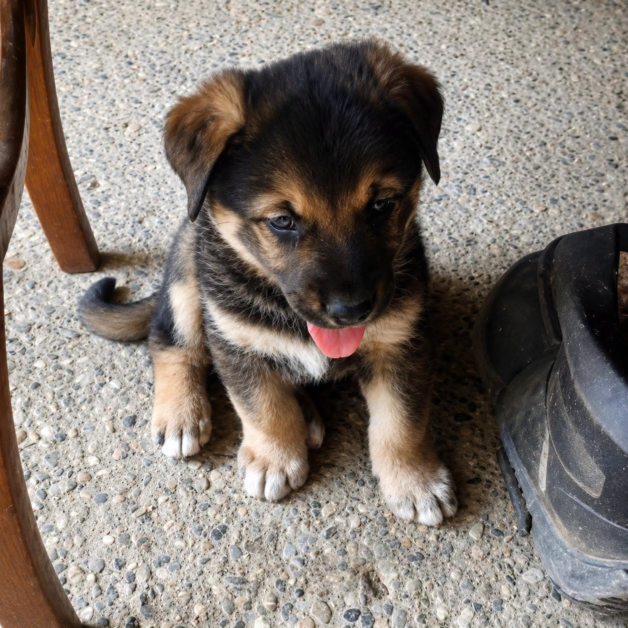 Adopter BRINDILLE ET BROUSAILLE