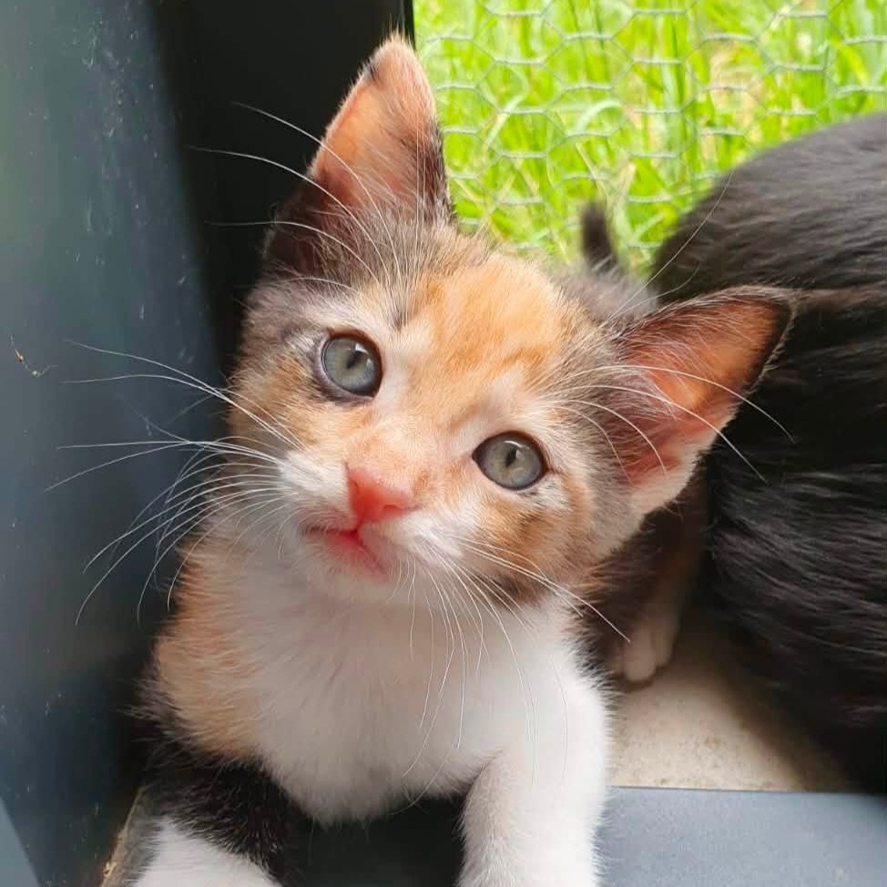 Adopter Messalinne