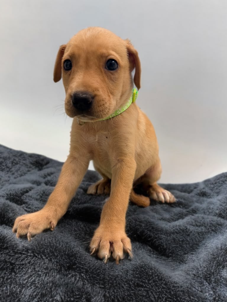 Adoption Ripley