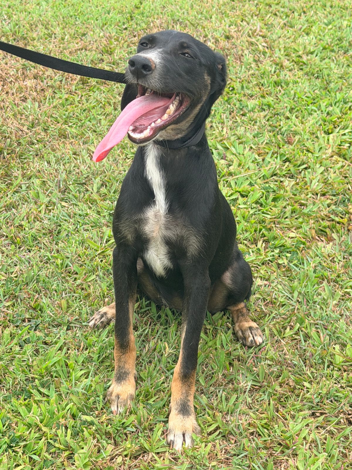 Adopter Shania