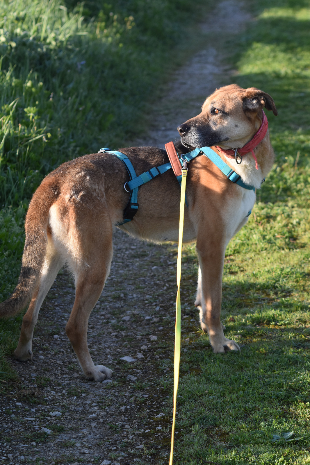 Adopter Shine