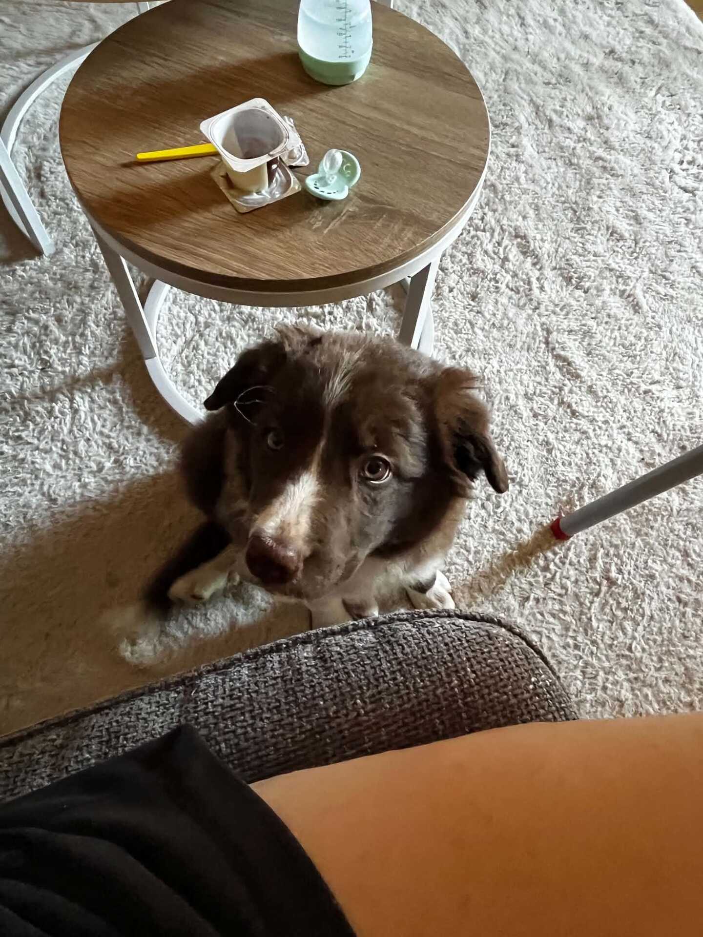 Adopter Bella