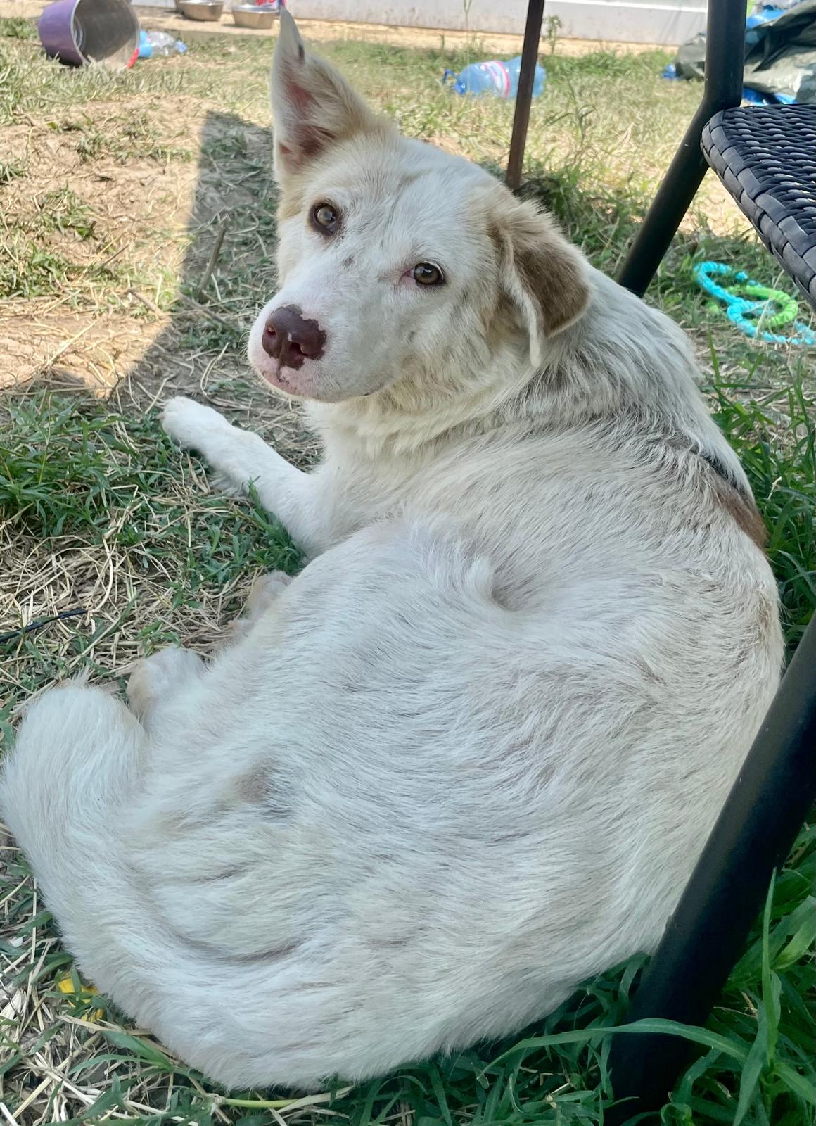 Adopter BELLE