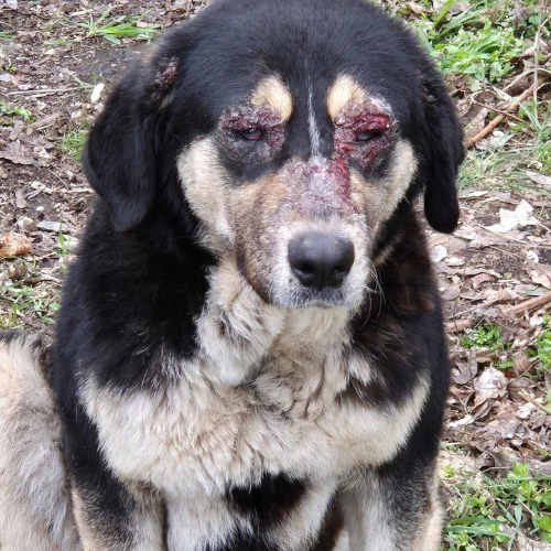 Adoption RHEVA