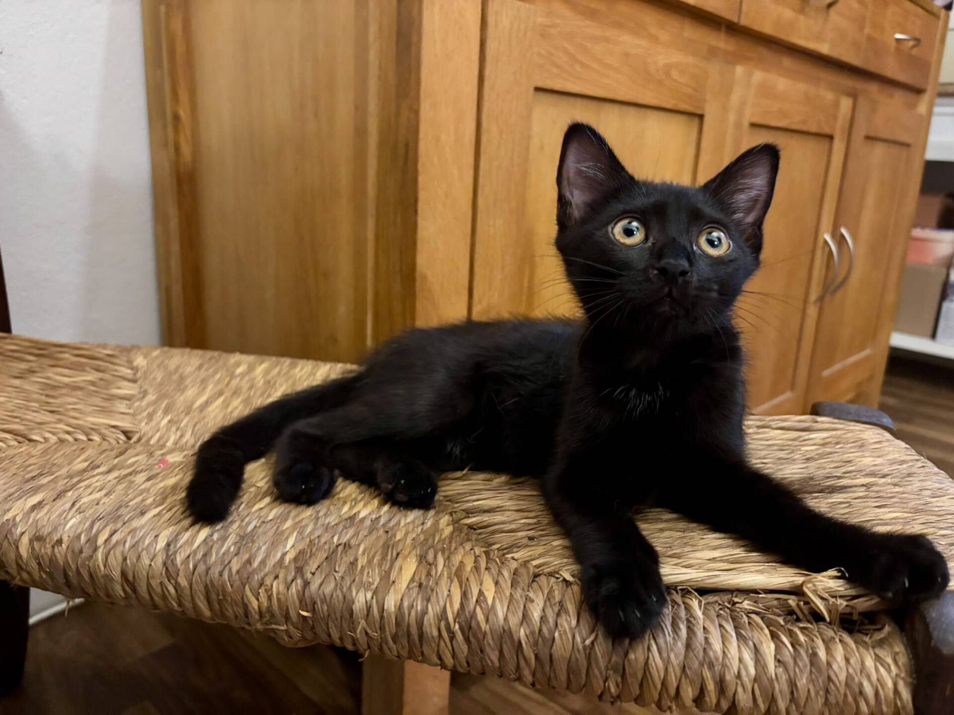 Adoption Brutus