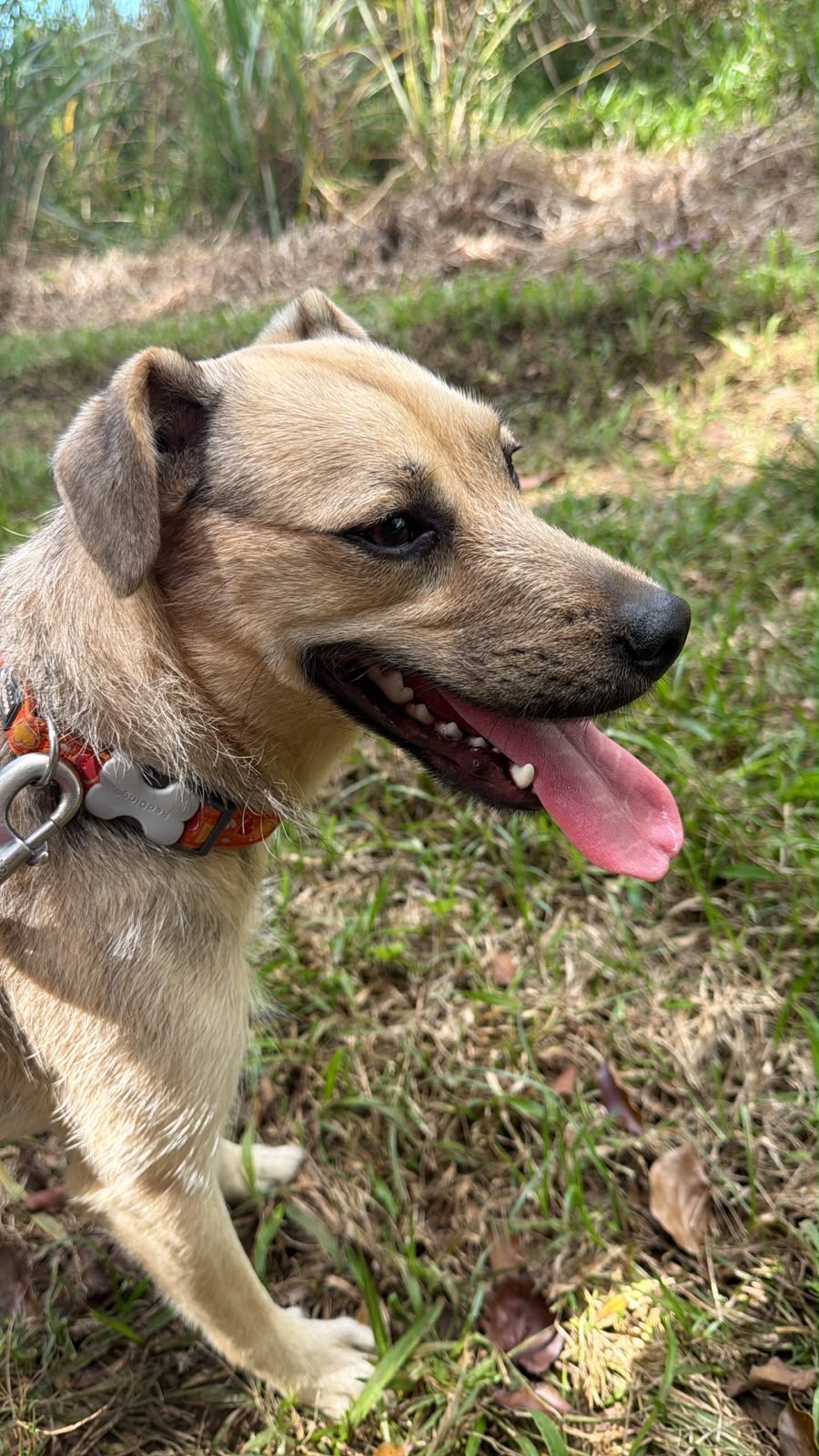 Adopter Baia
