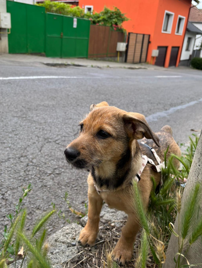 Adopter Yonce