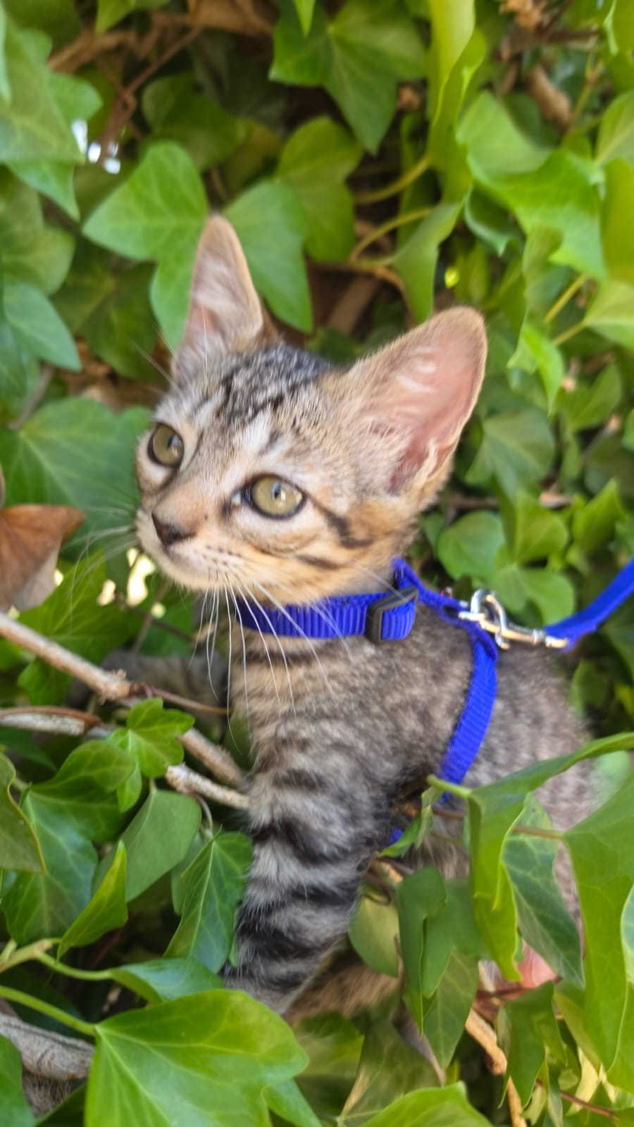 Adoption TITI