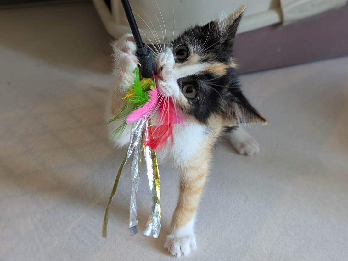 Adoption BRUYERE