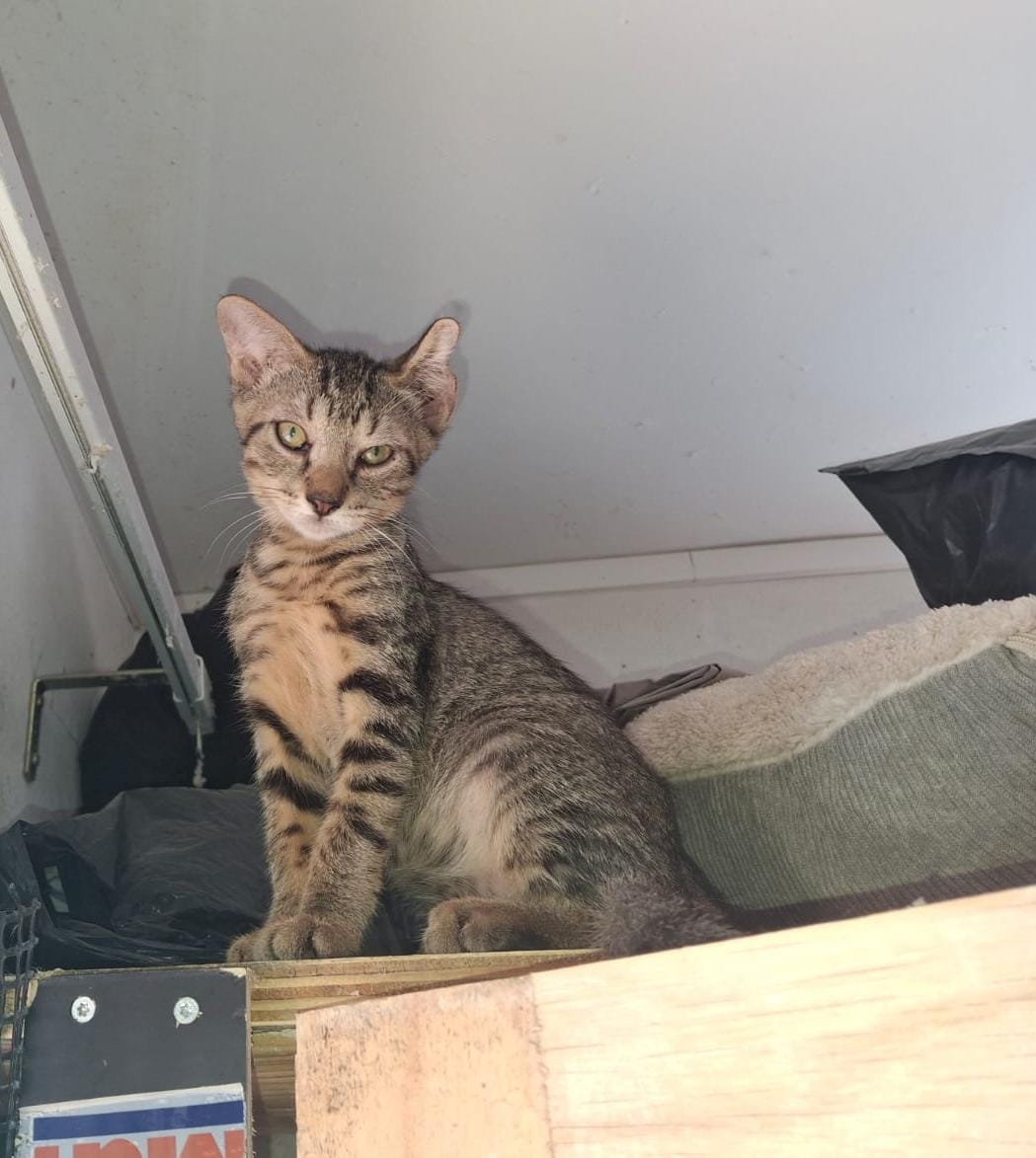 Adopter Bonbon
