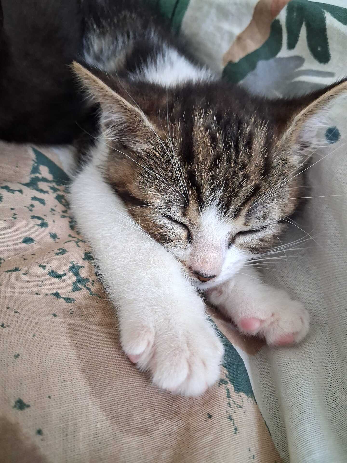 Adoption Bill