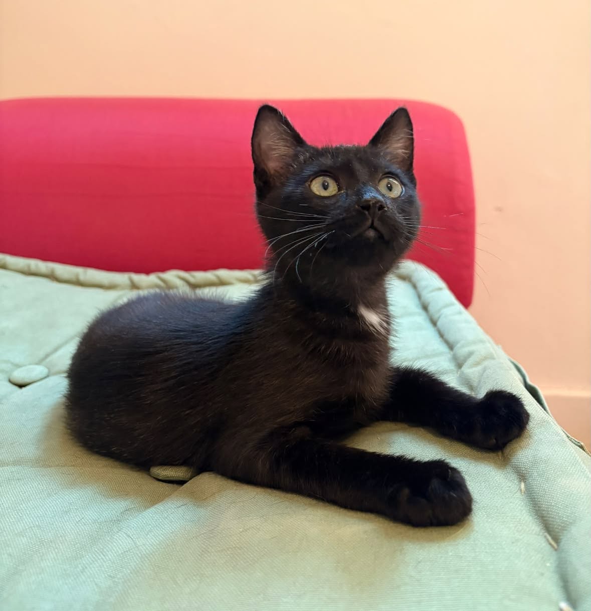 Adopter CARAPUCE