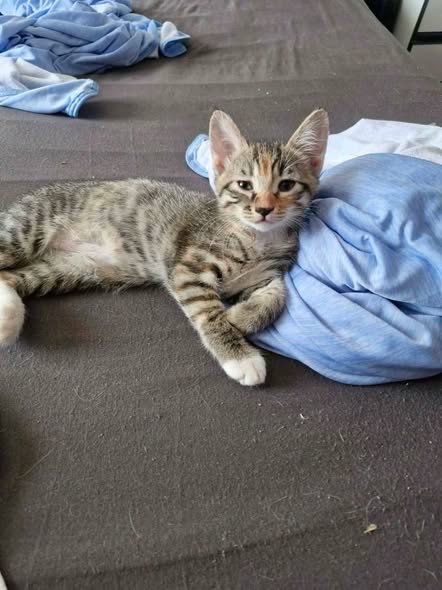 Adopter Oanell