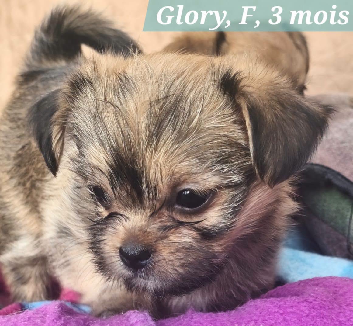 Adopter GLORY