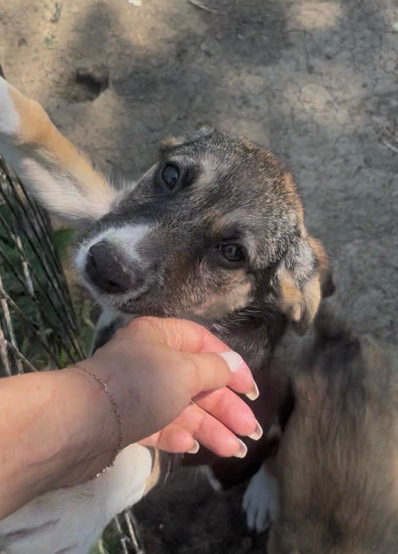 Adopter YARA