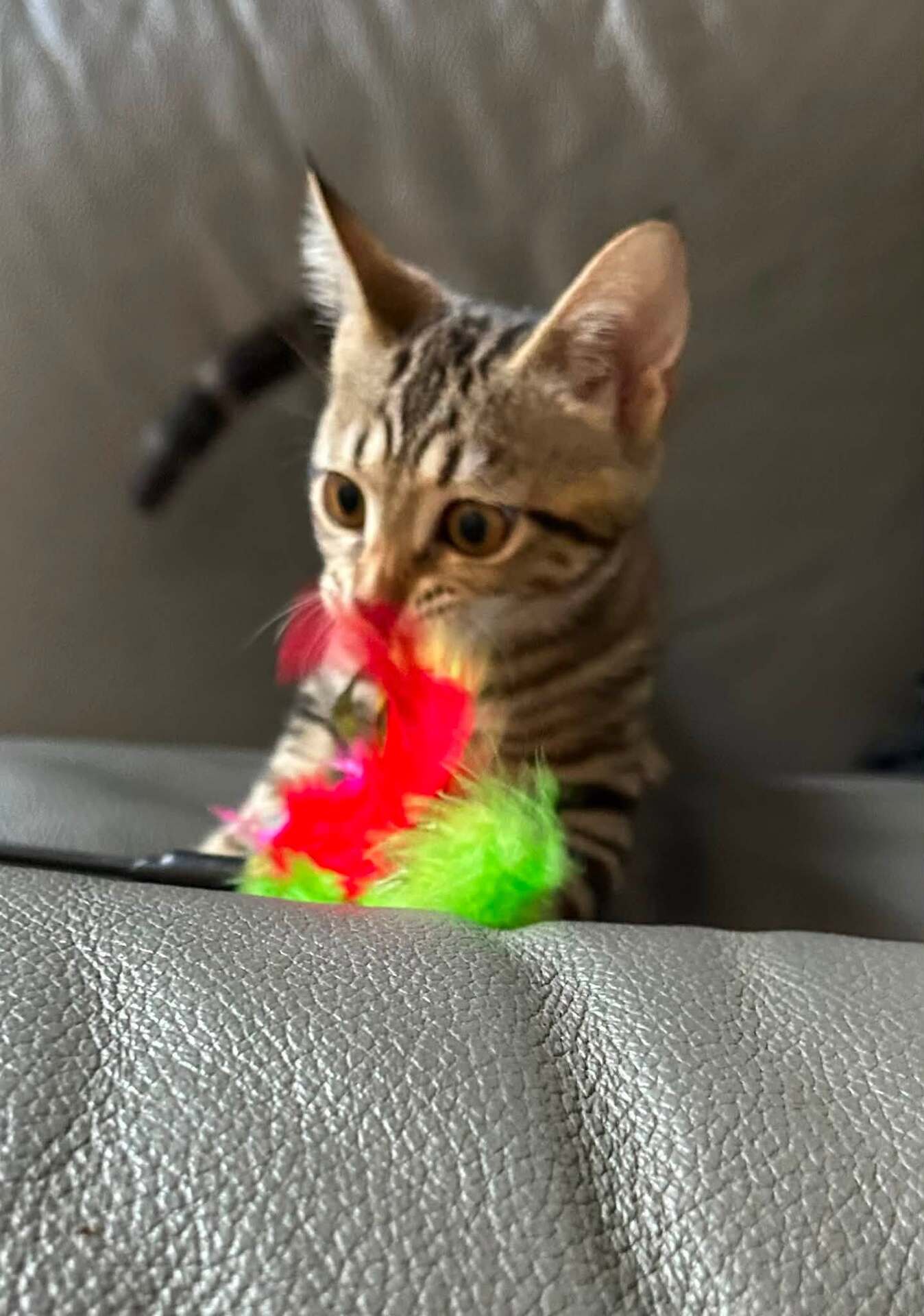 Adopter METIS