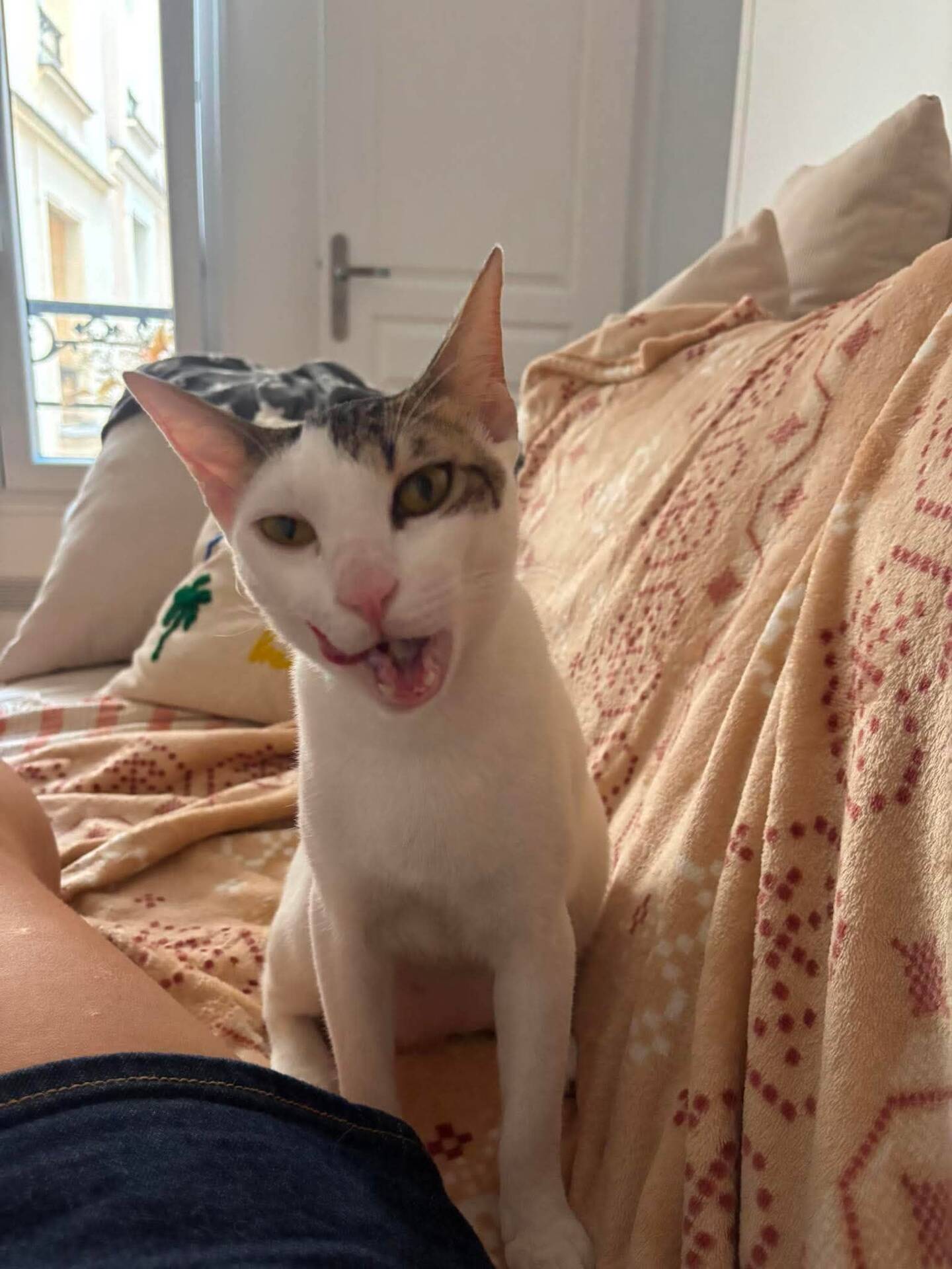 Adopter Muxu (bisou en basque)