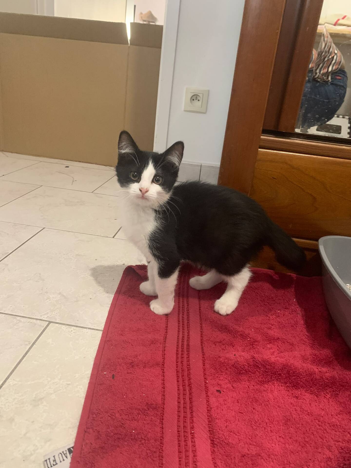 Adoption Benco