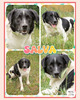 Salva