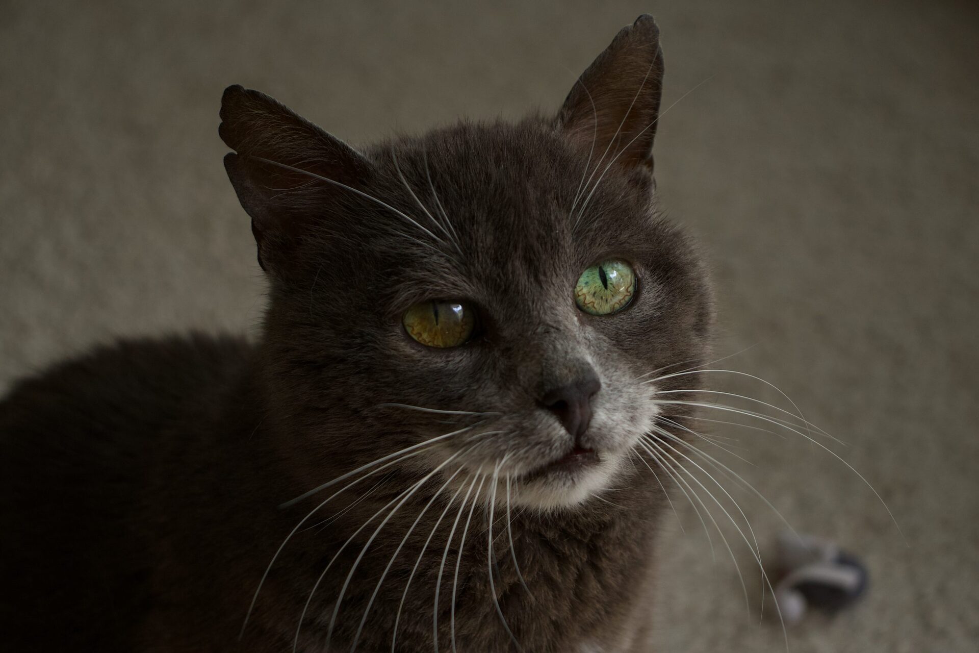 Adopter Berliauz