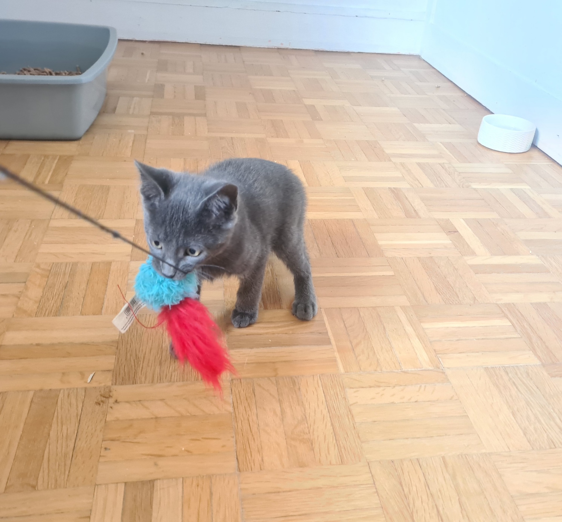 Adoption Salomon