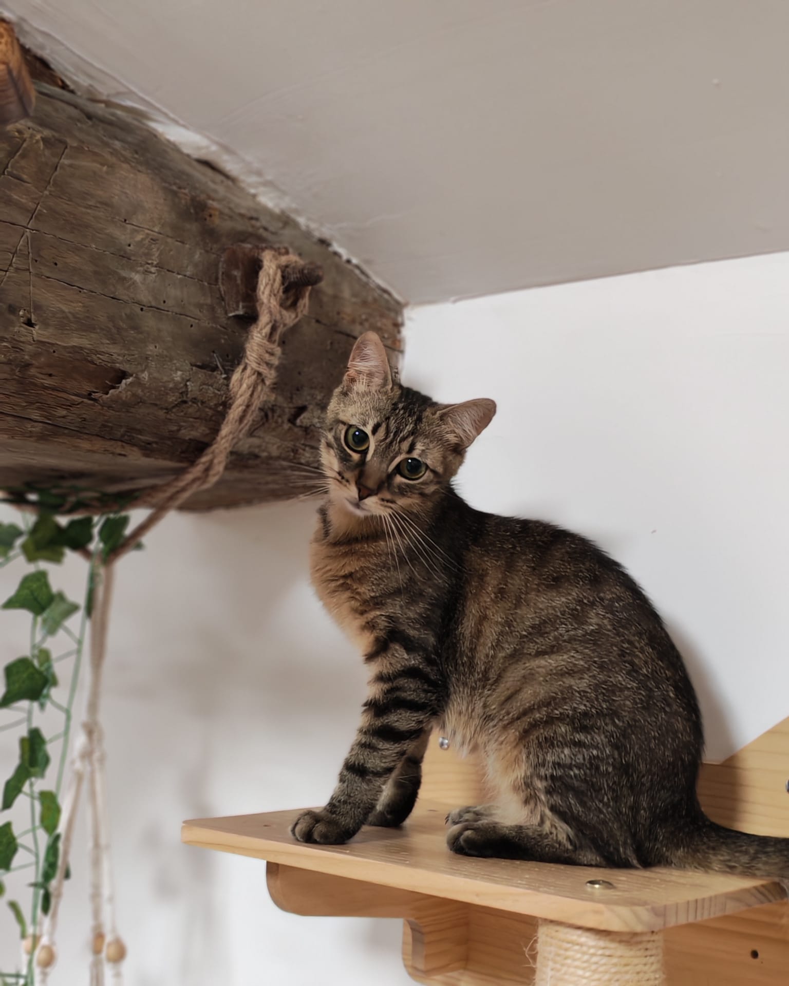 Adopter Ankara